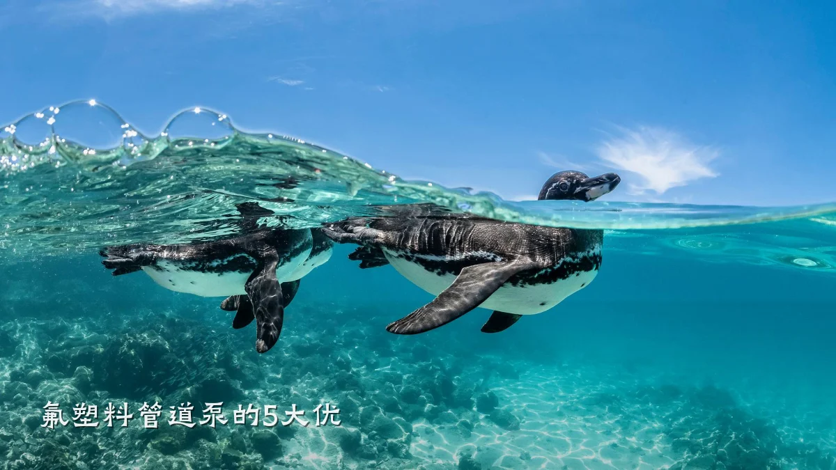 氟塑料管道泵的5大优
