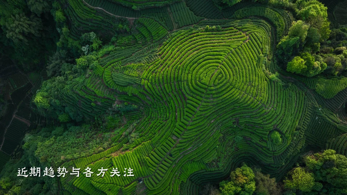 近期趋势与各方关注