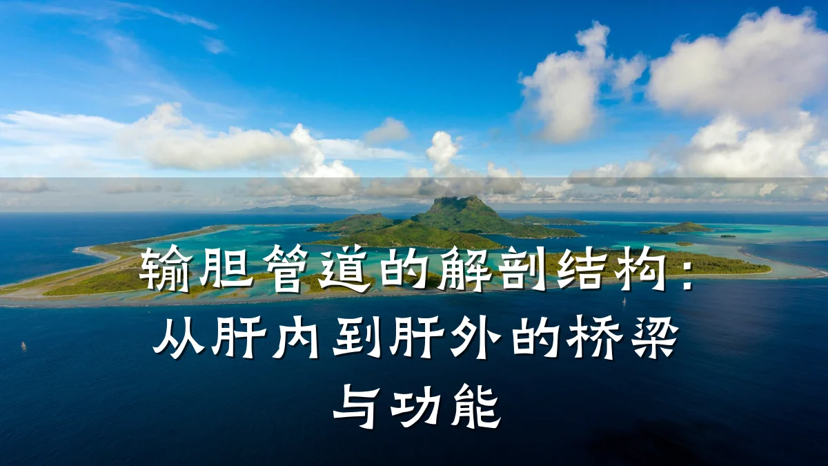 输胆管道的解剖结构:从肝内到肝外的桥梁与功能