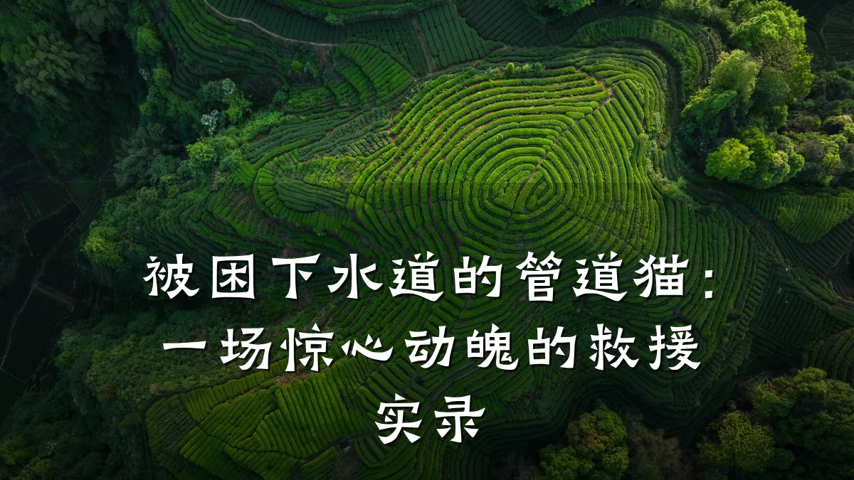 被困下水道的管道猫:一场惊心动魄的救援实录
