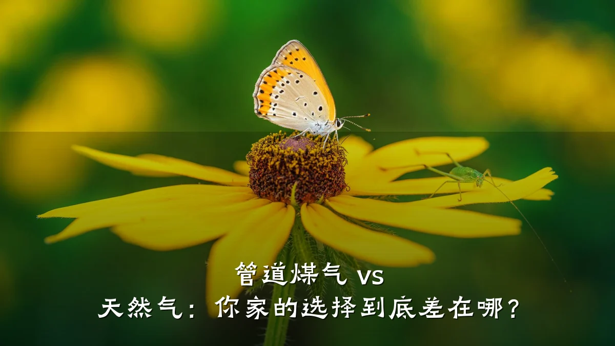 管道煤气 vs 天然气:你家的选择到底差在哪?