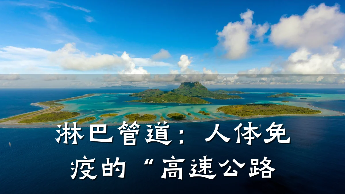 淋巴管道:人体免疫的“高速公路