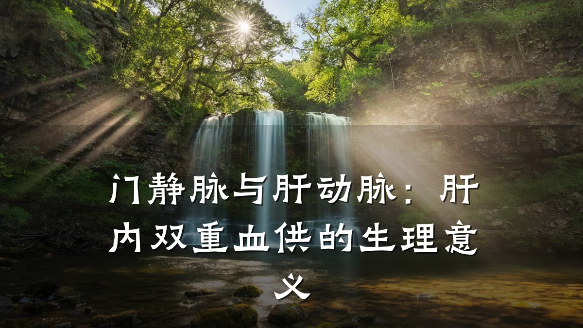 门静脉与肝动脉:肝内双重血供的生理意义