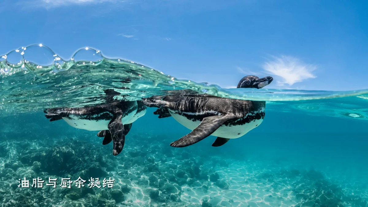 油脂与厨余凝结