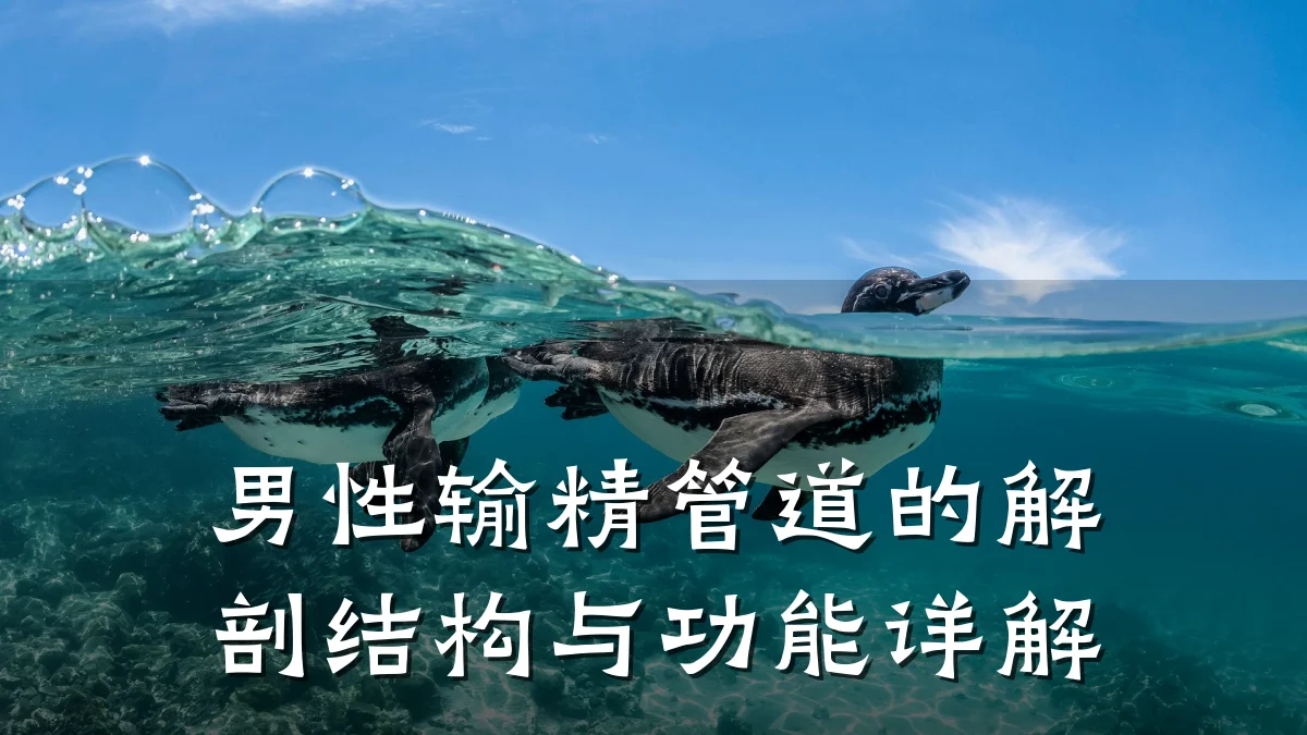 男性输精管道的解剖结构与功能详解