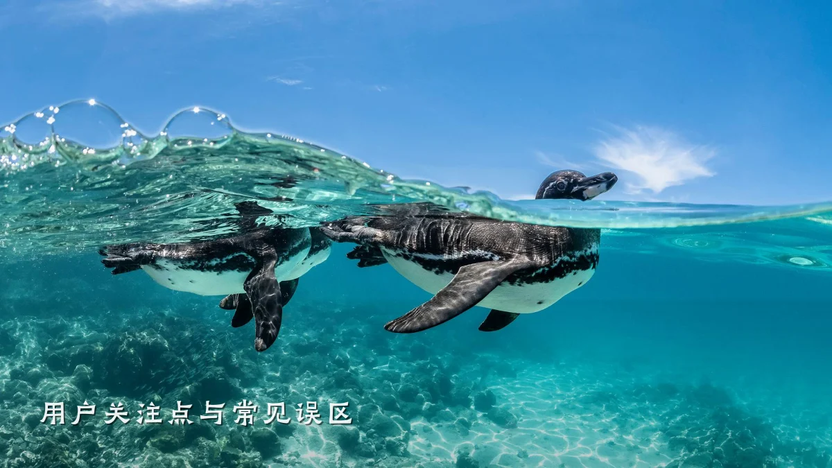 用户关注点与常见误区