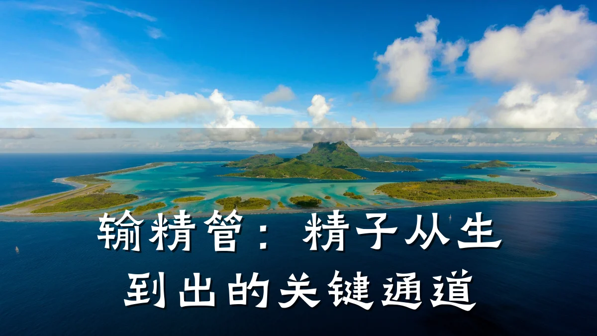输精管:精子从生到出的关键通道